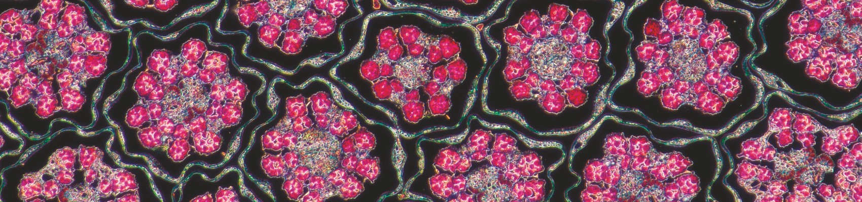 A programme of free workshops and access to the RMS Learning Zone