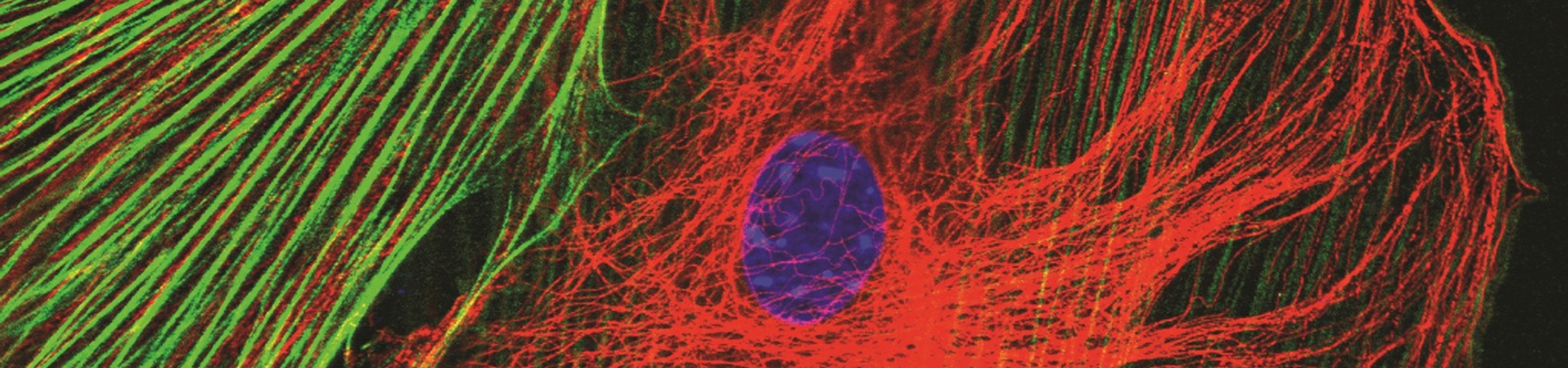 An international conference with four parallel sessions