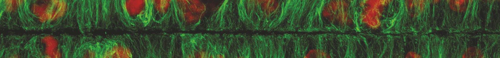 A programme of free workshops and access to the RMS Learning Zone