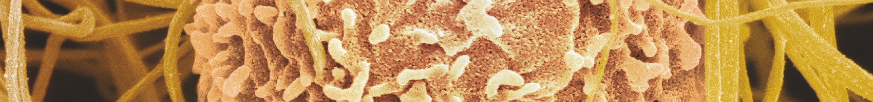 A full social programme of receptions and Congress Banquet